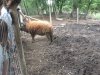 UNADJUSTEDNONRAW_thumb_10f3