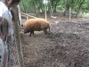 UNADJUSTEDNONRAW_thumb_10f4