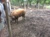 UNADJUSTEDNONRAW_thumb_10f5