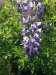 UNADJUSTEDNONRAW_thumb_154f