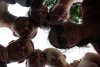 RAID7555